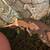 crested gecko 1 thumbnail