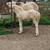 2025 Norwegian Fjord Colts 3 thumbnail