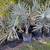 Bismarck Palm Tree (Bismark) 1 thumbnail