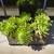 Large Succulents in Wicker Basket Box Planter / Stand two large pots 2 thumbnail