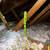 Jeffs Attic Clean Up Radiant Barrier Rats in Attic Removal Free Inspec 7 thumbnail