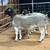 Dorper ram lambs 80-110 lbs excellent breeding quality 1 thumbnail