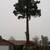 Tree trimming, removal. Send pic for estimate to trim, remove trees 1 thumbnail