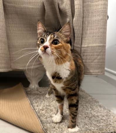 Calico Tabby en busca de hogar para siempre! (berkeley)63850567032833120