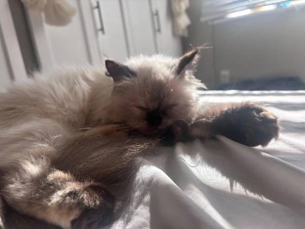Hembra persa de 1 año, cruce de cara de muñeca (Everett)63443576999427122
