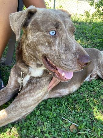 Chico de pelaje atigrado dulce buscando un hogar amoroso (tarifa de reubicación) (Gainesville)63993131989378121