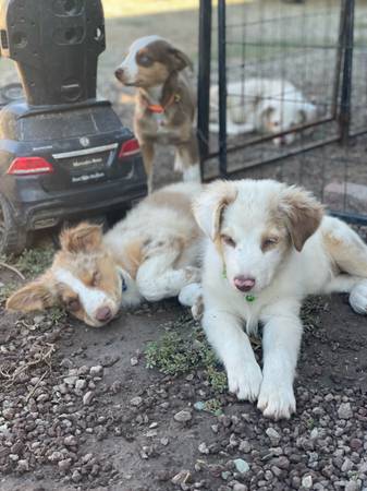 Australian sheperd (Escondido)63870037435523122