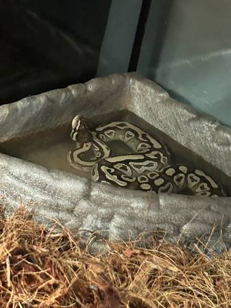 Two male ball pythons in need of a home!!! (Headland)63909265135362123