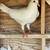 Pigeons White homers 1 thumbnail