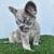Fluffy frenchie 2 thumbnail