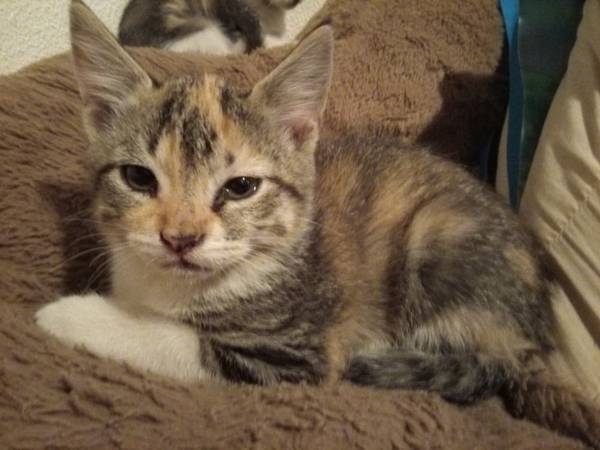 Calico kittens (Graham)63942501506306124