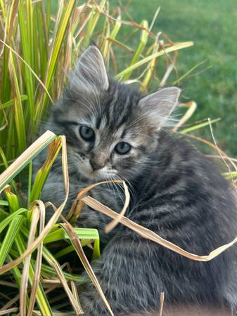 Really cute, lovable female kitten (Puyallup)63684453904387120