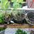 Garden plants and window boxes 4 thumbnail