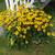 White Phlox & Black Eyed Susan Perennials in Bloom From Private Garden 5 thumbnail