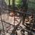 Cinnamon Queen Hens (Pullets)   For Sale 5 thumbnail