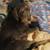 Lost Dog 1 thumbnail