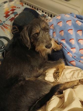 Lost Dog 1