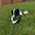 Looking to rehome 1 thumbnail