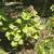Garden plants and garden items for sale Saturday August 9 6 thumbnail