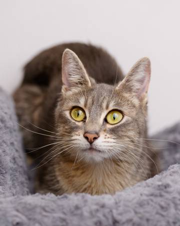 Cats & kittens today (Saturday) at Sunnyvale Petco! (sunnyvale)64188537218178124