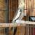 Cockatiels 2 thumbnail