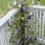 Fall Only! 1 left! Renovated, 3-Bdr,1.5 Bath, Utils Included, 9'Ceils 23 thumbnail