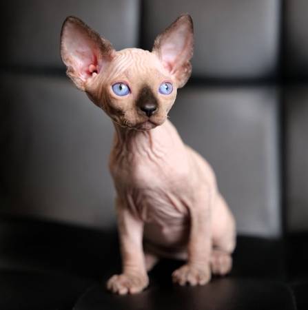 sphynx 1