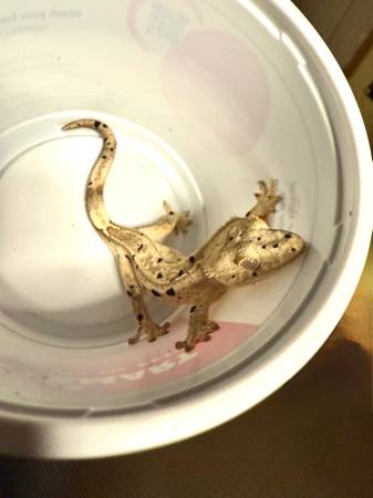 Crested Gecko and Tank (Canonsburg)63882278376195124