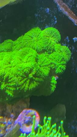 Radioactive Fuzzy Rhodactis mushroom coral frag 1