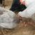 Laying Hens/Pullets 9 thumbnail
