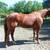 Quarter horse gelding 5 thumbnail