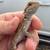 Bearded Dragon Baby Morph Genetics 1 thumbnail