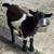 Nigerian Dwarf Goat 2 thumbnail