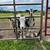 Nigerian dwarf x fainting goats 1 thumbnail