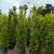 Ficus 3 thumbnail
