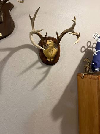 Buck deer antlers only. 1