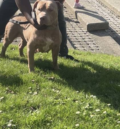American bully female63874560958977120