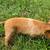 Kunekune piglets 22 thumbnail
