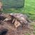 Stump grinding 1 thumbnail