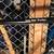 Surly Long Haul Trucker 56cm 6 thumbnail