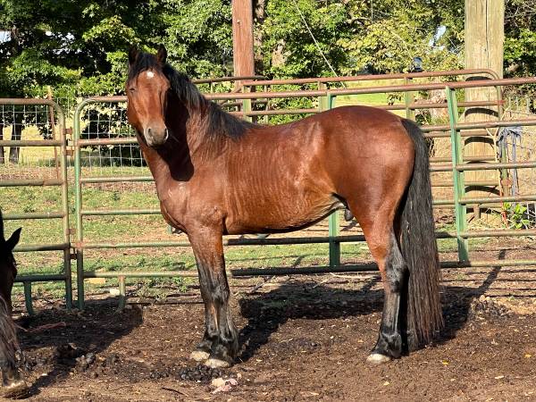Mustang Gelding 1