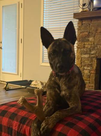 German Shepard pit mix (Alto)63762945717505120