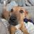 Hound / lab. mix puppy 2 thumbnail