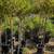 Patio Tree 11 thumbnail