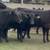 Bred Angus Replacement Heifers 2 thumbnail