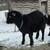One year old wether goat 2 thumbnail