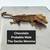 Geckos 6 thumbnail