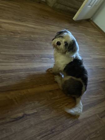 Rehoming my Shih Tzu (Salisbury)63872575908353120