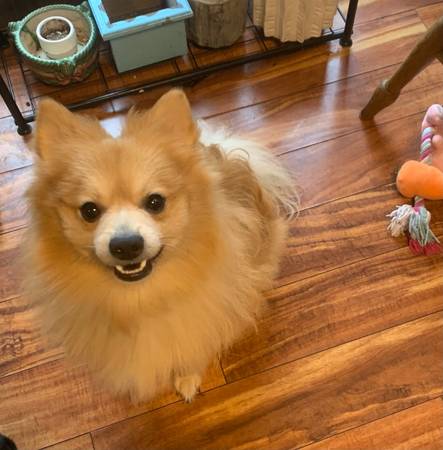 Raro Pomerania Macho Retro (Brightwood)63916332575874122