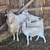Katahdin Sheep 4 thumbnail